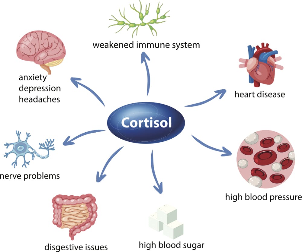 кортизол